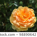 Rosa Golden Celebration 98890642