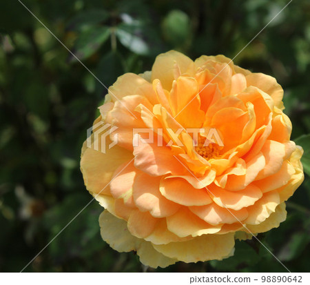 Rosa Golden Celebration Rosa Golden Celebration 98890642