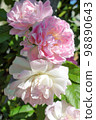Rosa Great Maiden Blush 98890643