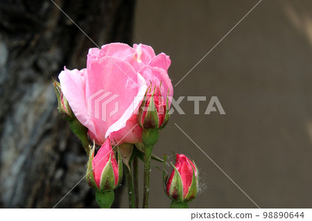 Rosa Queen Elizabeth 98890644