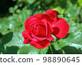 Rosa Veterans Honor 98890645