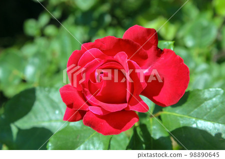 Rosa Veterans Honor 98890645