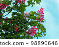 outdoors, purple, blooming, spring, blossom, bloom, botanical garden, garden plant, red ruby chestnut, botany, tree, park, nature, leaf, flower, garden 98890646