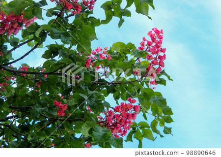 outdoors, purple, blooming, spring, blossom, bloom, botanical garden, garden plant, red ruby chestnut, botany, tree, park, nature, leaf, flower, garden 98890646