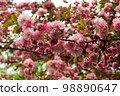 Sekiyama 98890647