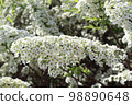 Spiraea thunbergii 98890648