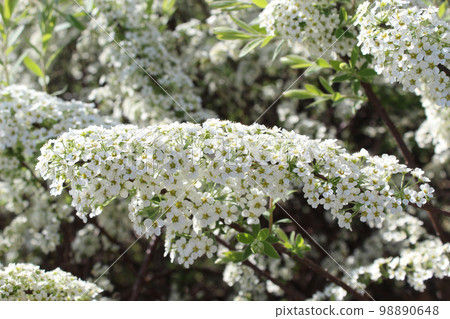 Spiraea thunbergii 98890648