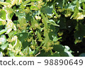 Tilia cordata 98890649
