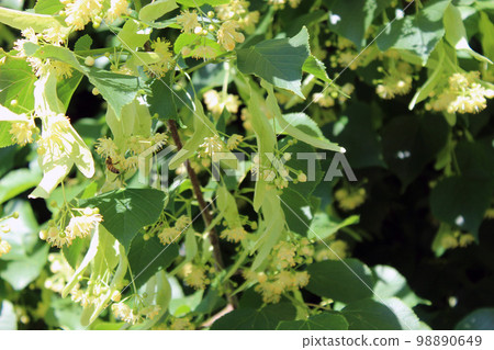Tilia cordata 98890649
