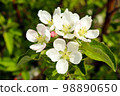 Wagener apple blossom 98890650