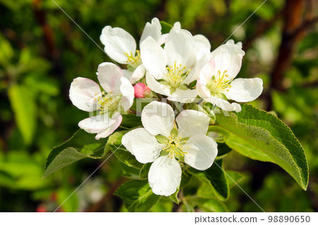 Wagener apple blossom 98890650