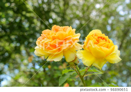 yellow shrub rose cultivar 98890651