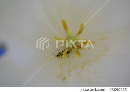 攜帶花粉的昆蟲 攜帶花粉的昆蟲 98890685
