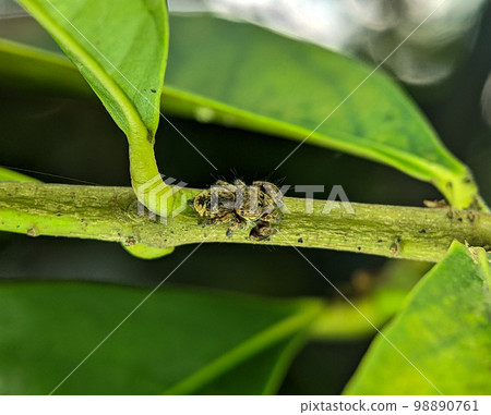 Jumping spider Euophrys frontalis. The Euophrys frontalis is a genus of jumping spiders of the family Salticidae. Jumping spider Euophrys frontalis. The Euophrys frontalis is a genus of jumping spiders of the family Salticidae. 98890761