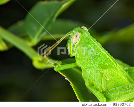 Closeup green Grasshoppers. Grasshopper are a group of insects belonging to the suborder Caelifera. 98890762