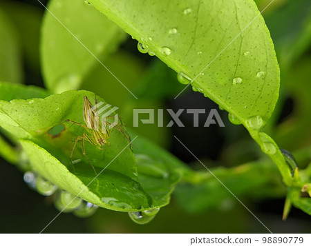 Closeup Striped lynx spider on a green leaf with nature background. Closeup Striped lynx spider on a green leaf with nature background. 98890779
