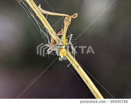 Closeup Striped lynx spider on a wooden branch. 98890786
