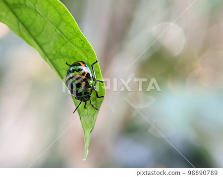 Scutelleridae is a family of true bugs. They are commonly known as jewel bugs or metallic shield bugs due to their often brilliant coloration. 98890789