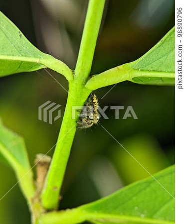Jumping spider Euophrys frontalis. The Euophrys frontalis is a genus of jumping spiders of the family Salticidae. Jumping spider Euophrys frontalis. The Euophrys frontalis is a genus of jumping spiders of the family Salticidae. 98890796