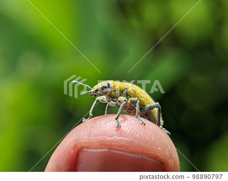 Yellow Weevil on a someone finger. Weevil, a tiny beetle that does enormous damage to growing plants and stored grains. Yellow Weevil on a someone finger. Weevil, a tiny beetle that does enormous damage to growing plants and stored grains. 98890797