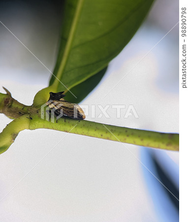 Closeup Treehopper on a green branch on a nature background. Closeup Treehopper on a green branch on a nature background. 98890798