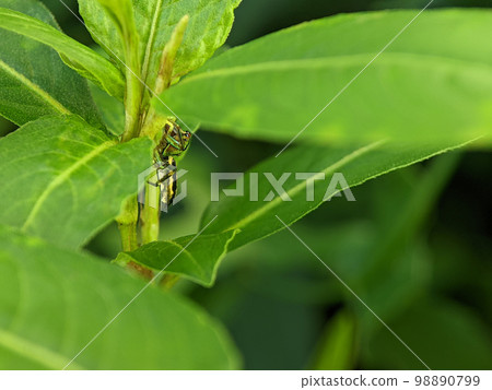 Cosmophasis is a genus of spiders in the family Salticidae. Cosmophasis is a genus of spiders in the family Salticidae. 98890799