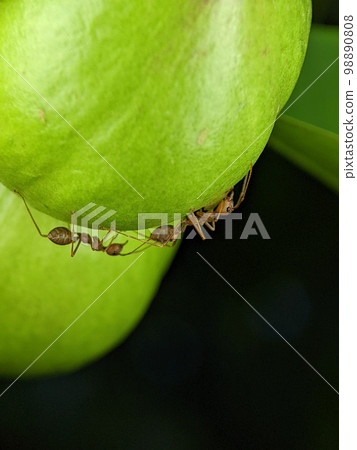 Two insects up close were seen playing on the green fruit. Two insects up close were seen playing on the green fruit. 98890808