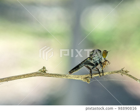 Robberfly with kill. The Asilidae are the robber fly family, also called assassin flies. They are powerfully.. Robberfly with kill. The Asilidae are the robber fly family, also called assassin flies. They are powerfully.. 98890816