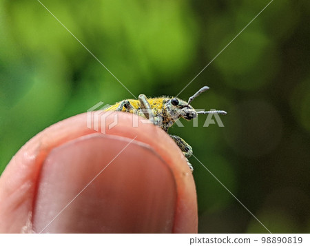 Yellow Weevil on a someone finger. Weevil, a tiny beetle that does enormous damage to growing plants and stored grains. Yellow Weevil on a someone finger. Weevil, a tiny beetle that does enormous damage to growing plants and stored grains. 98890819
