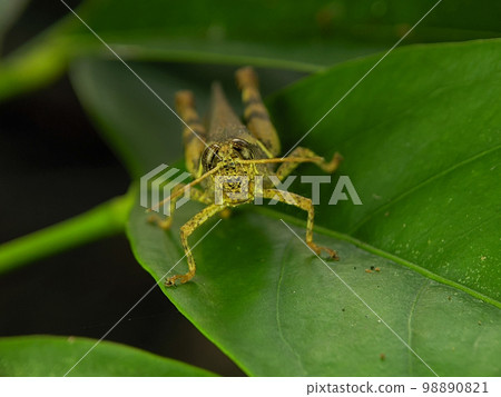 Grasshoppers are a group of insects belonging to the suborder Caelifera. Grasshoppers are a group of insects belonging to the suborder Caelifera. 98890821