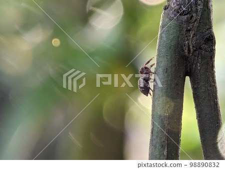 Araneus ventricosus is a species of spiders in the family orb weavers. Araneus ventricosus is a species of spiders in the family orb weavers. 98890832