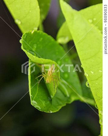 Closeup Striped lynx spider on a green leaf with nature background. Closeup Striped lynx spider on a green leaf with nature background. 98890833