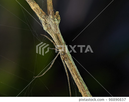 Tmarus spider on a wooden branch. Tmarus spider is a genus of crab spiders 98890837