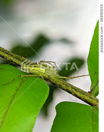 Oxyopes salticus is a species of lynx spider, commonly known as the striped lynx spider, first described by Hentz in 1845 98890858