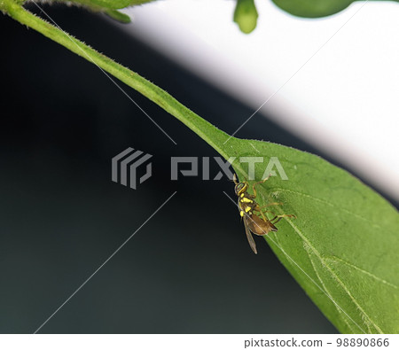 Bactrocera dorsalis, previously known as Dacus dorsalis and commonly referred to as the oriental fruit fly, is a species of tephritid fruit fly that is endemic to Southeast Asia. 98890866
