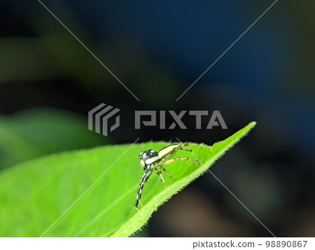 Jumping Spider,adult male found on houseplant in suburban residential area 98890867