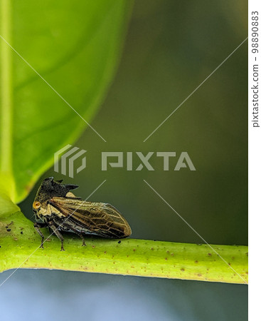 Closeup Treehopper on a green branch on a nature background. Closeup Treehopper on a green branch on a nature background. 98890883