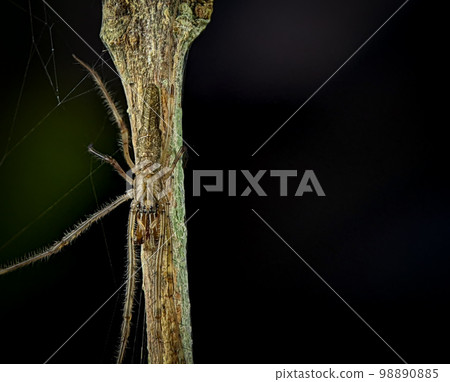 Tmarus spider on a wooden branch. Tmarus spider is a genus of crab spiders Tmarus spider on a wooden branch. Tmarus spider is a genus of crab spiders 98890885