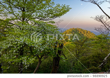 從白八潮杜鵑花盛開的丹澤山地的日野丸山脊看到日出時的石田山 98890925