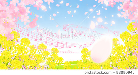 油菜花田和成排的櫻花樹背景素材 98890943