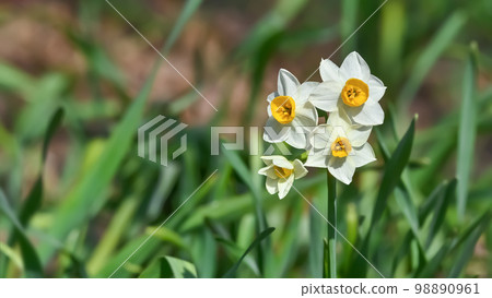 Daffodils (Narcissus) 98890961