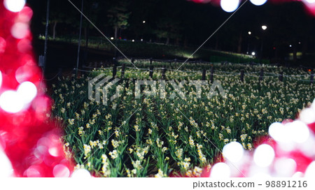 The Movement of Flowers and Light/Narcissus in Kasai Rinkai Park, beautifully lit up The Movement of Flowers and Light/Narcissus in Kasai Rinkai Park, beautifully lit up 98891216
