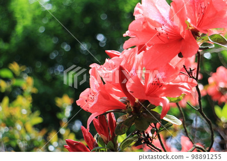Red azaleas bathing in sunlight Red azaleas bathing in sunlight 98891255