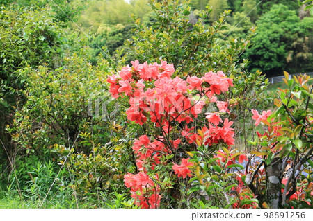 beautiful red azalea flower beautiful red azalea flower 98891256