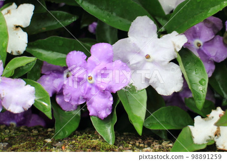 留有雨水的香松花 98891259