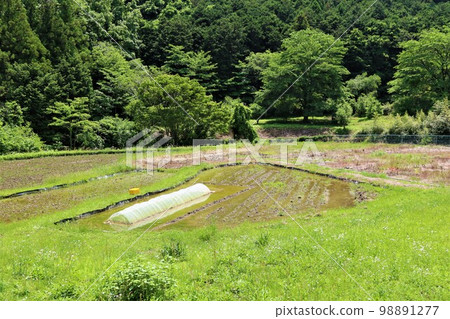Rice terraces in spring at the foot of the mountain in Moroyama Town, Yuzu no Sato 98891277