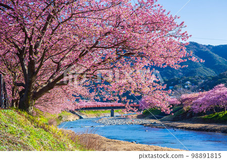 伊豆河津町的冬天,河津川沿岸的櫻花樹 伊豆河津町的冬天,河津川沿岸的櫻花樹 98891815
