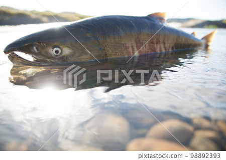 Salmon to go up Salmon to go up 98892393