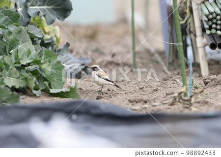 Sabaku hitaki 98892433