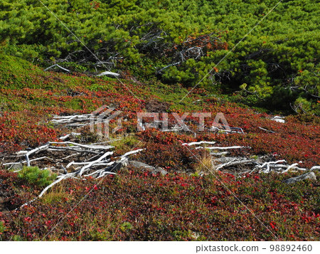 Pine and autumn leaves Pine and autumn leaves 98892460